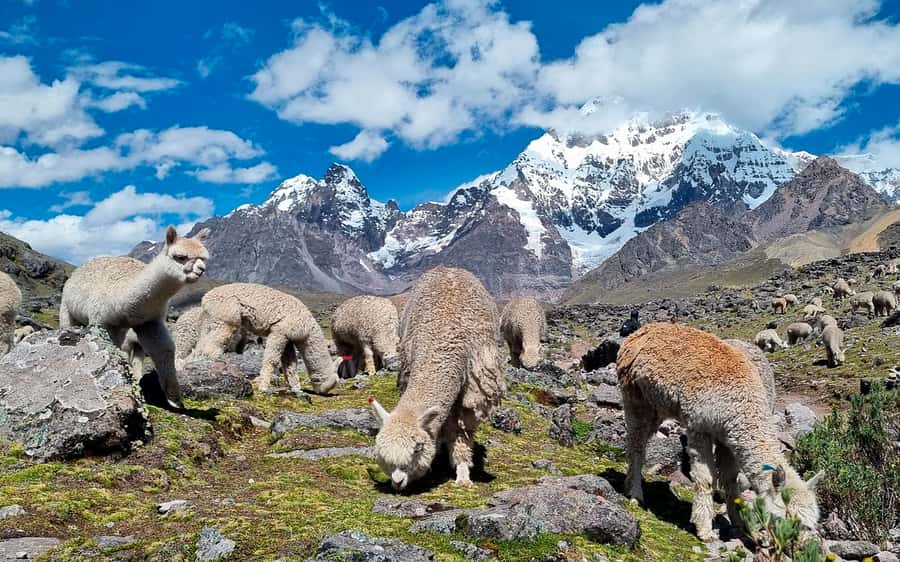 Excursion: Explore in one day the 7 lakes of Ausangate from Cusco - Transport, guide support, and the $35 value