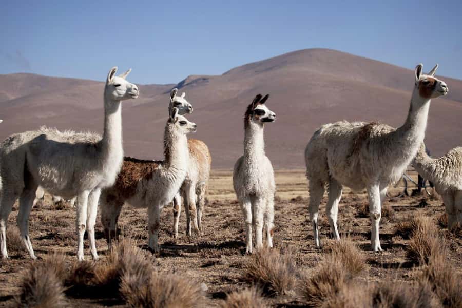 Excursion: Lagoon and National Reserve of Salinas and Aguada Blanca in Arequipa. - Key points to know before you book