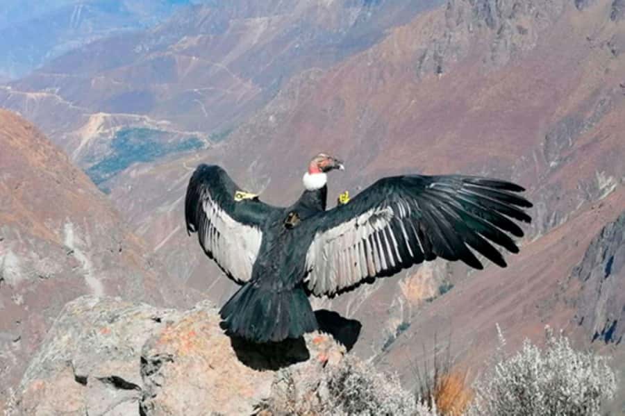 From Arequipa: 1 Day Tour to the Colca Canyon + Buffet lunch - Why this Colca Canyon day is worth your time