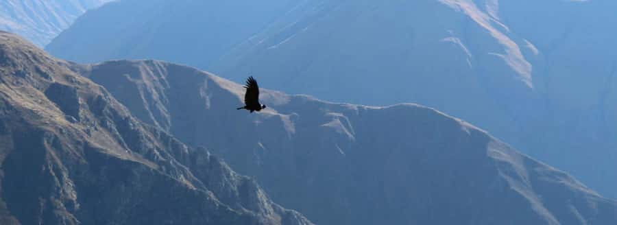 From Arequipa: 1 Day Tour to the Colca Canyon + Buffet lunch - Cruz del Cóndor and the one-hour wait