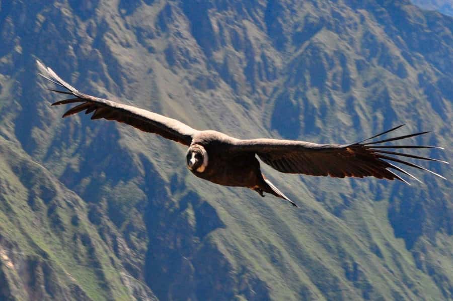 From Arequipa: Colca Canyon and Condor Watching Day Trip - Chivay breakfast and the first views