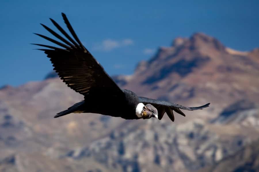 From Arequipa: Colca Canyon Day Trip with Transfer to Puno - The 3:00 a.m. start from Arequipa