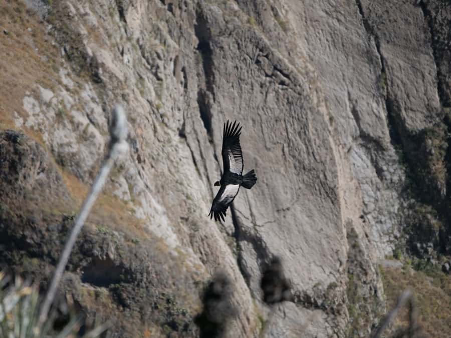 From Arequipa: Colca Canyon & La Calera Thermal Waters - Key points to know before booking