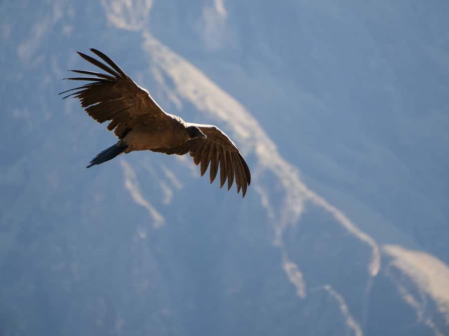 From Arequipa: Colca Canyon & La Calera Thermal Waters - Practical packing advice for this route