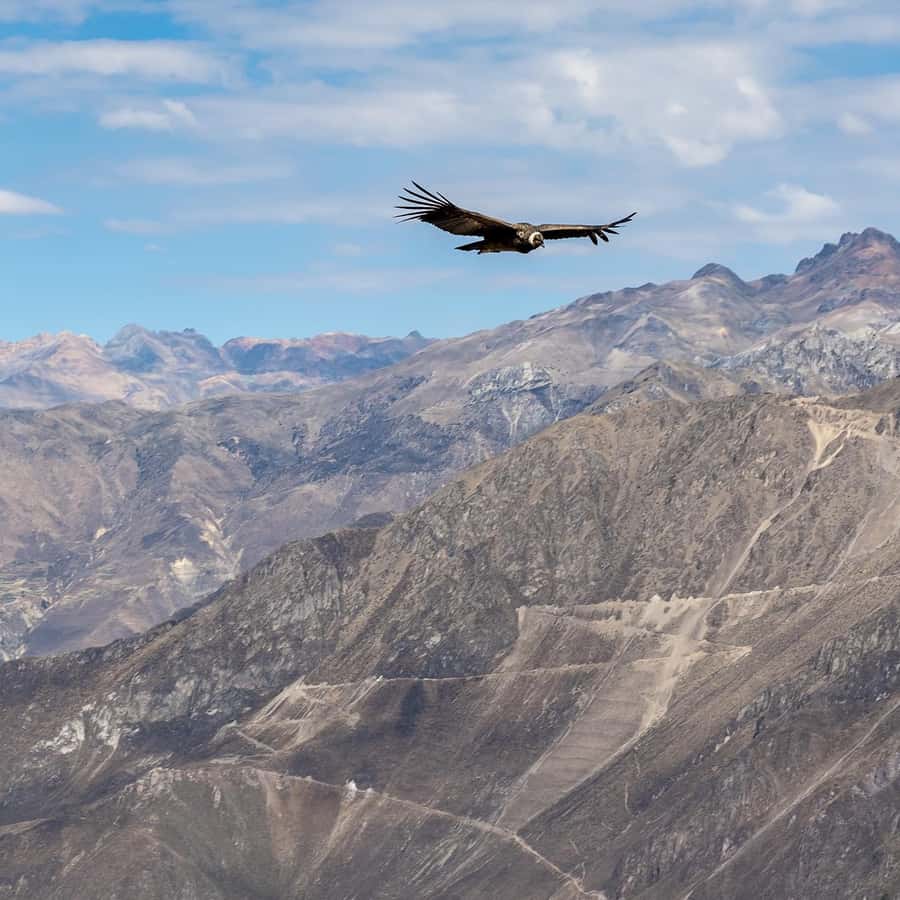 From Arequipa: Colca Canyon & La Calera Thermal Waters - Maca and Yanque, two smaller Andean stops