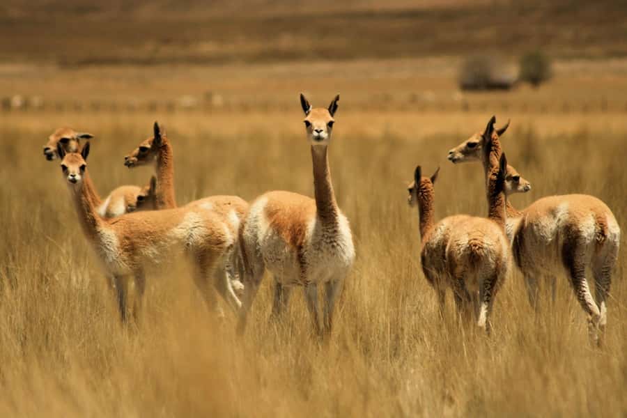 From Arequipa: Colca Valley & Thermal Baths Small-Group Trip - Patapampa and the high volcano country