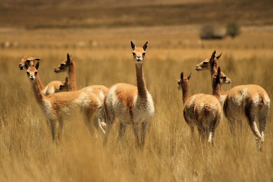 From Arequipa: Colca Valley & Thermal Baths Small-Group Trip - Antahuilque, Wayra Punku, and the canyon rim