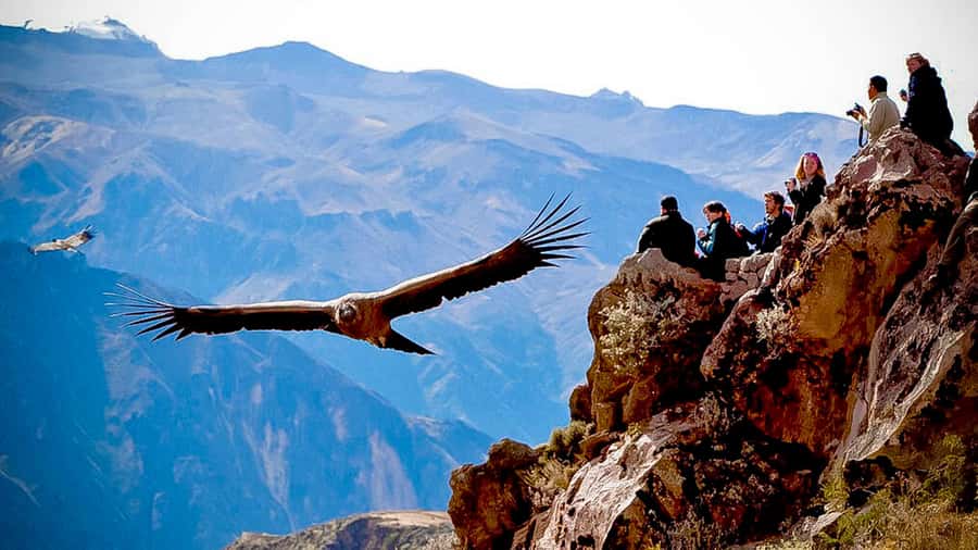From Arequipa: Full Day Colca Canyon Tour - What the $53 price really includes