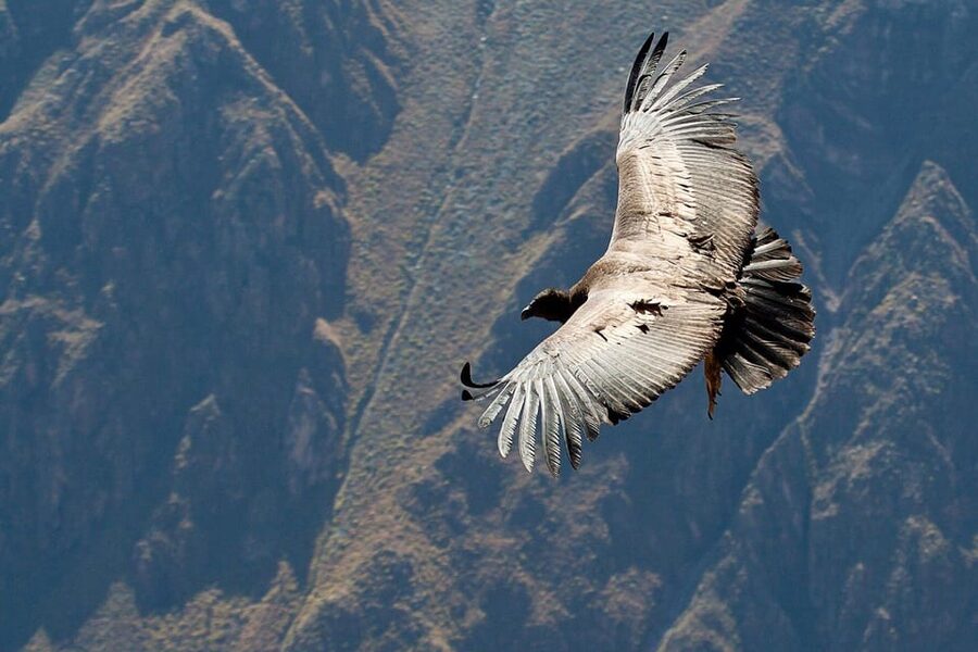 From Arequipa: Full Day Tour of Colca Canyon with Meals - Chacapi hot springs at 11:30 AM