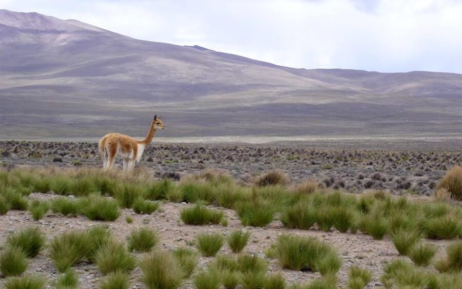 From Arequipa: Fullday Tour Colca Canyon + Transfer To Puno - Chacapi hot springs at 11:30 a.m.