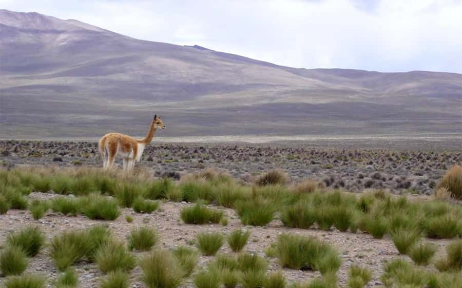 From Arequipa: One Day Trip to Colca Canyon Ending in Puno - Chivay lunch is practical, but do not linger