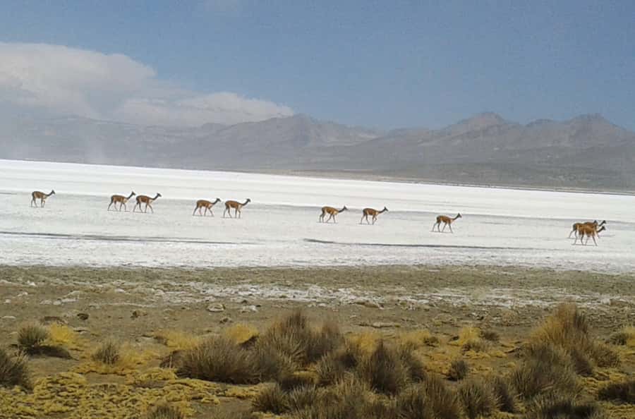From Arequipa: Salinas Lagoon Full-Day Trip with Hot Springs - Altitude, comfort, and what to pack