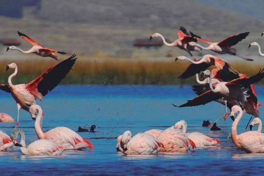 From Arequipa: Salinas Lagoon Full-Day Trip with Hot Springs - Lunch in Chiguata and the return to Arequipa