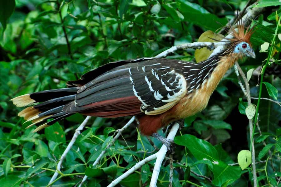 From Cusco: 4-Day Manu National Park Guided Tour - Key points to know before booking