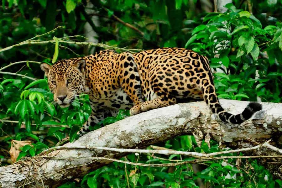 From Cusco: 4-Day Manu National Park Guided Tour - Why the road from Cusco matters