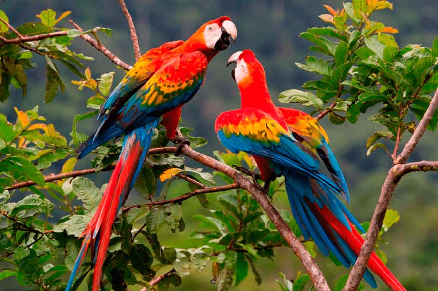 From Cusco: 4-Day Manu National Park Guided Tour - Morning walks, coca, and the Alto Madre de Dios River