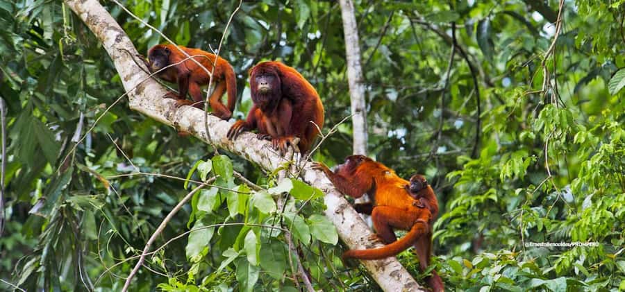 From Cusco: 4-Day Manu National Park Guided Tour - Pantanal, caimans, and forest after dark