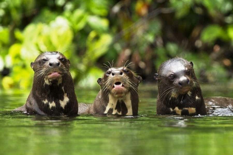From Cusco: 4-Day Manu National Park Guided Tour - A three-hour forest hike and Machuwasi Lake