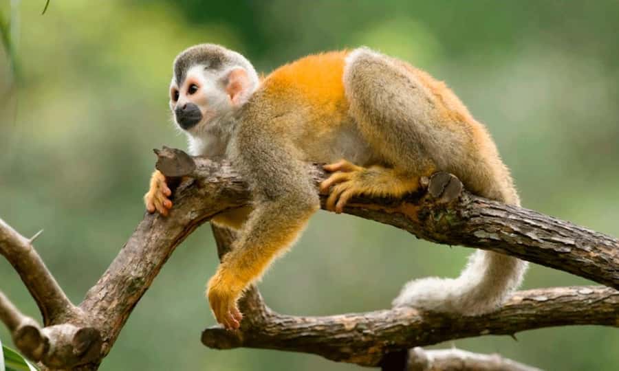 From Cusco: 4 Day Puerto Maldonado Sandoval Lake Excursion - Wildlife is the main reason to choose this trip
