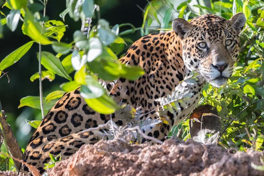 From Cusco: 4 Day Puerto Maldonado Sandoval Lake Excursion - What the $430 price really covers