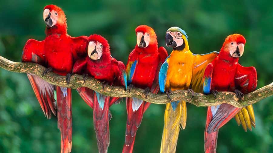 From Cusco: 4 Day Puerto Maldonado Sandoval Lake Excursion - Day one: settling in at Amazon Lodge Tambopata