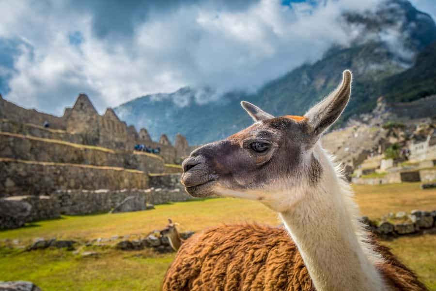 From Cusco: Machu Picchu Full-Day Guided Tour - Who gets the most from this Machu Picchu tour