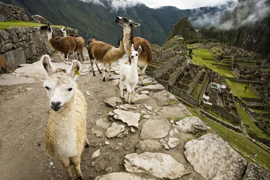 From Cusco: Machu Picchu Private Day Trip on Panoramic Train - Who will enjoy this private day trip
