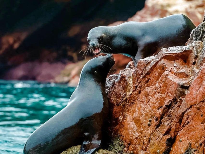 From Cusco:MachuPicchu Excursion 1 day plus Ticket and Train - Who should book this day trip?