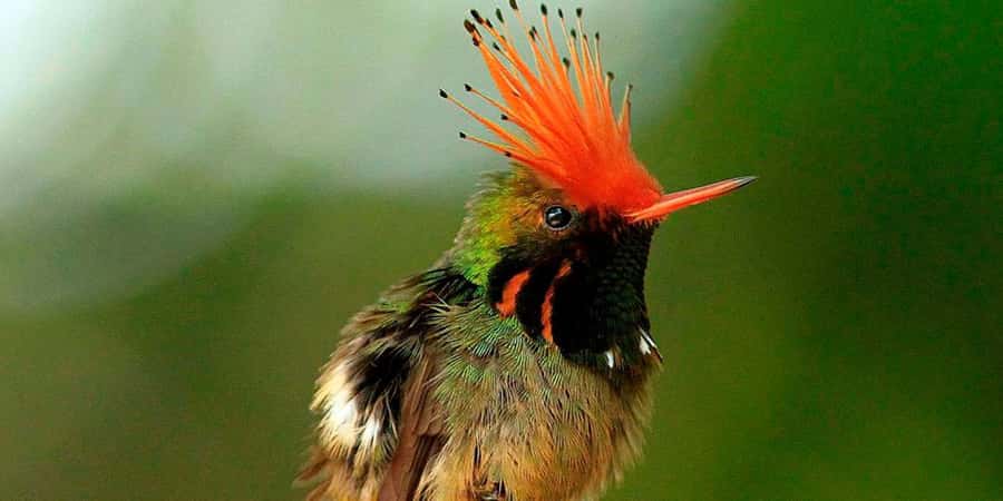 From Cusco: Manu National Park Tour & Accommodation 3 Days - Day one, from Cusco to the cloud forest