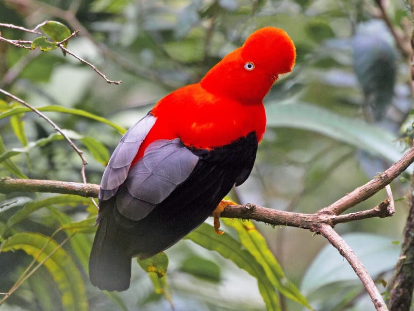 From Cusco: Manu National Park Tour & Accommodation 3 Days - Basic lodging, food, and physical demands