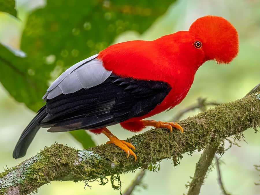 From Cusco: Manu National Park Tour & Accommodation 3 Days - Value, flexibility, and who should book