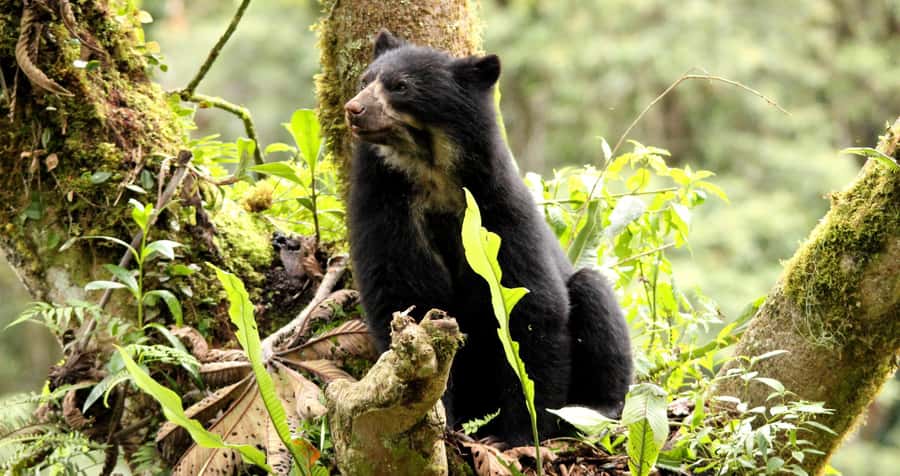 From Cusco: Manu National Park Tour & Accommodation 3 Days - Should you book this Manu experience?