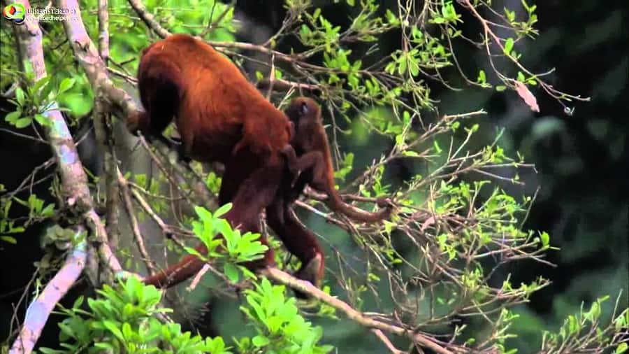 From Cusco: Manu National Park Tour & Accommodation 3 Days - Day two, Machuhuasi Oxbow Lake and river wildlife