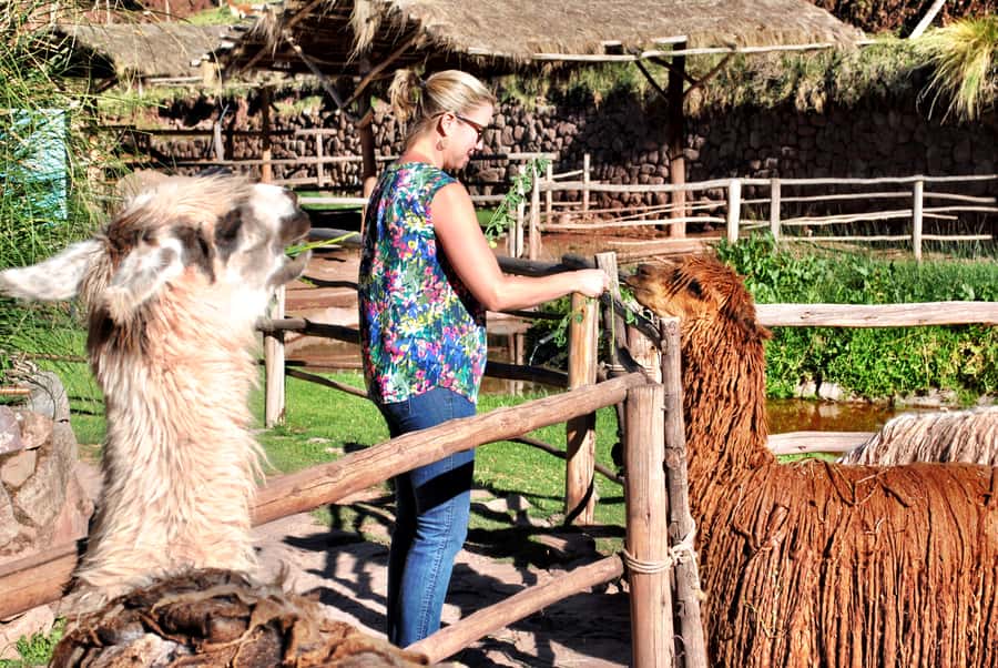 From Cusco: Private Pisac Ruins and Alpaca Farm Day Trip - Key points to know before booking