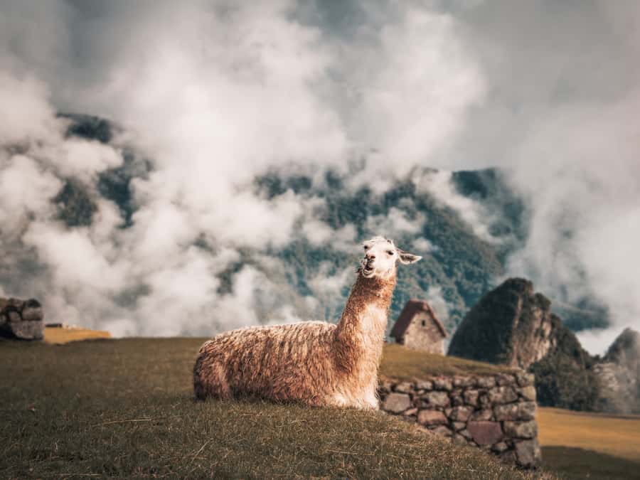 From Cusco: Sacred Valley & Machu Picchu 2-Day Tour by Train - The train to Aguas Calientes