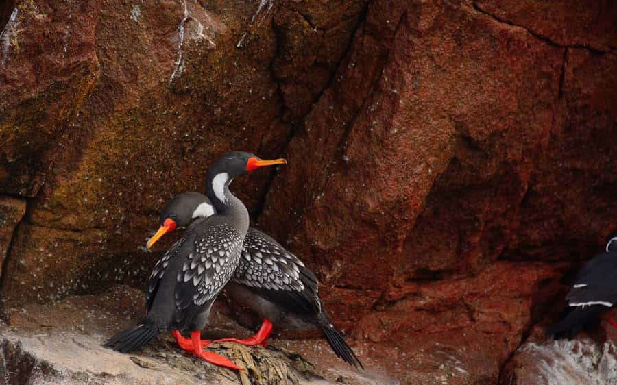 From Huacachina: Ballestas and Paracas Reserve - GROUP TOUR - Paracas National Reserve and its red coastal cliffs