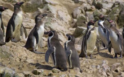 Ballestas and Paracas Reserve – GROUP TOUR