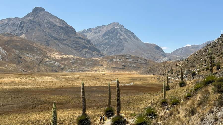 From Huaraz: Tour to the Pastoruri Glacier and Puya Raimondi - San Patricio Cave and the Scenic Stops