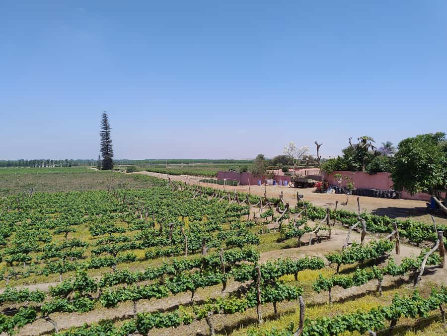 From Ica or Huacachina: Tour to Tacama Vineyard and Artisanal Winery. - Why Ica’s Pisco Route is worth your morning