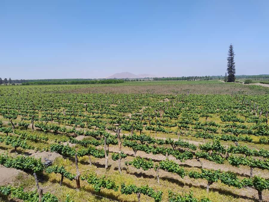 From Ica or Huacachina: Tour to Tacama Vineyard and Artisanal Winery. - La Vieja Bodega Lovera and a family story