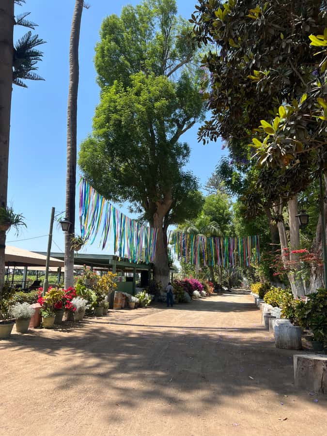 From Ica or Huacachina: Tour to Tacama Vineyard and Artisanal Winery. - Lunch with food from the Ica Region