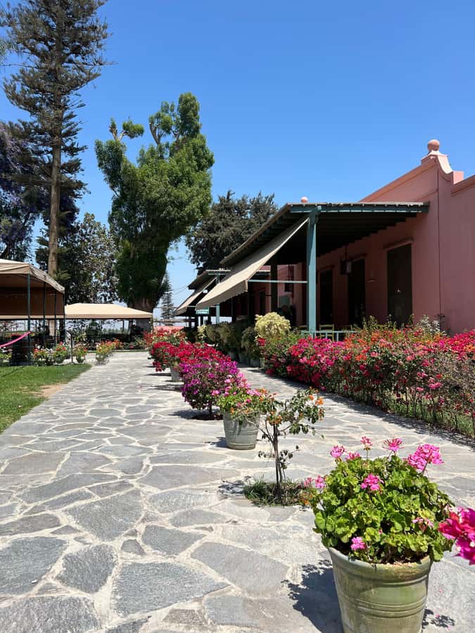 From Ica or Huacachina: Tour to Tacama Vineyard and Artisanal Winery. - What the $25 price really covers