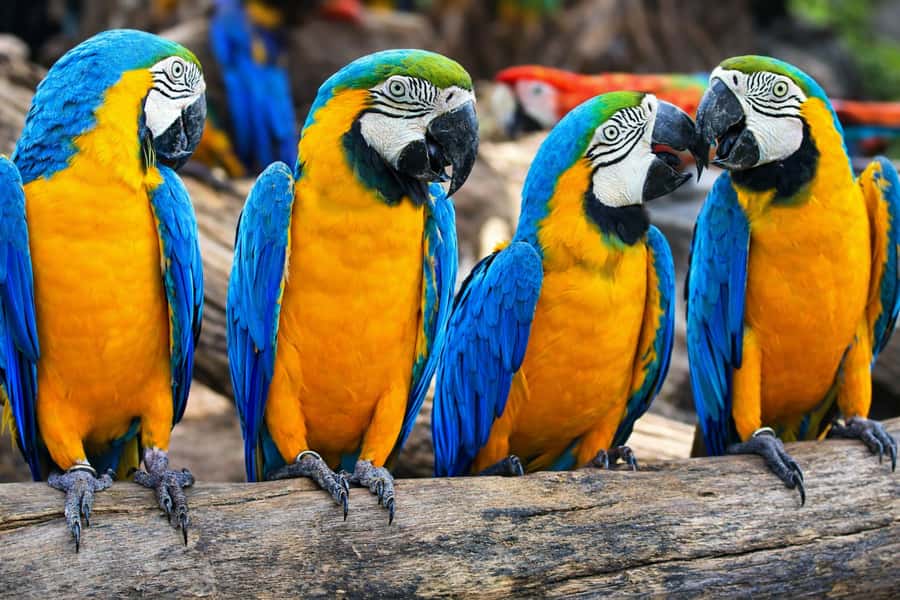 From Iquitos: 3-Day Amazon Jungle Adventure Trip - Key things to know before booking