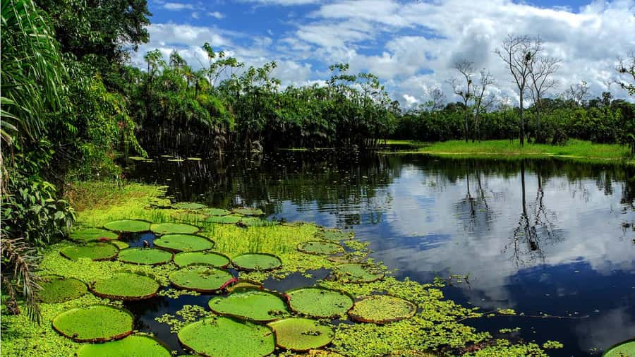 From Iquitos: Full day tour in the Peruvian jungle - A closer look at rescued Amazon animals