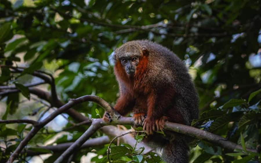 From Iquitos: Full day tour in the Peruvian jungle - Returning to Iquitos by late afternoon