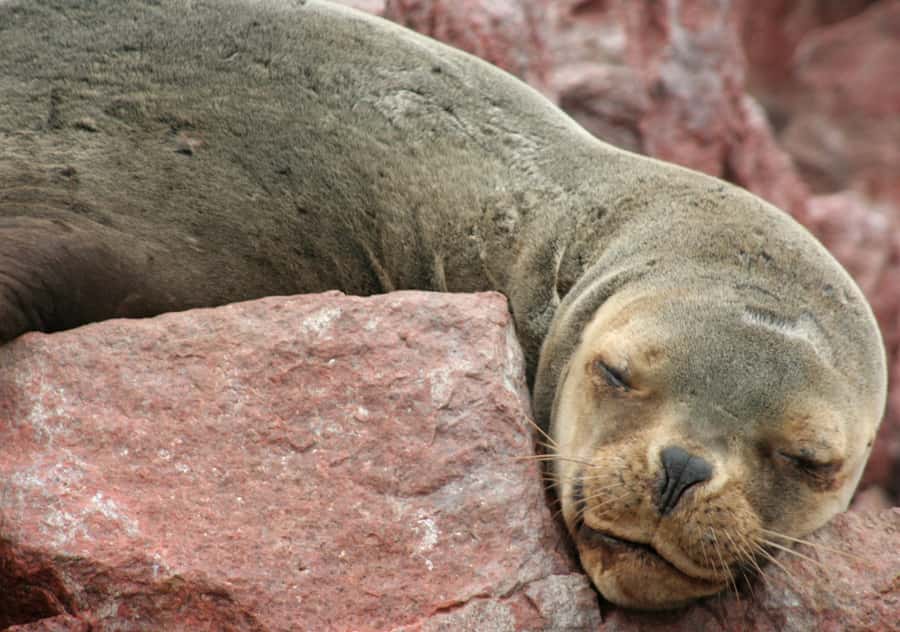 From Lima 2 days 1 night, Ballestas,Huacachina & Nazca lines - The evening transfer and night in Nazca