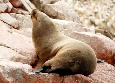 Ballestas Islands and Huacachina Sunset Day Trip