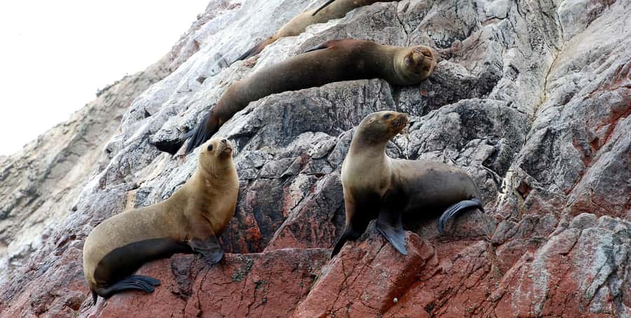 From Lima: Ballestas Islands and Huacachina Sunset Day Trip - Lunch and the Cultur Pisco stop