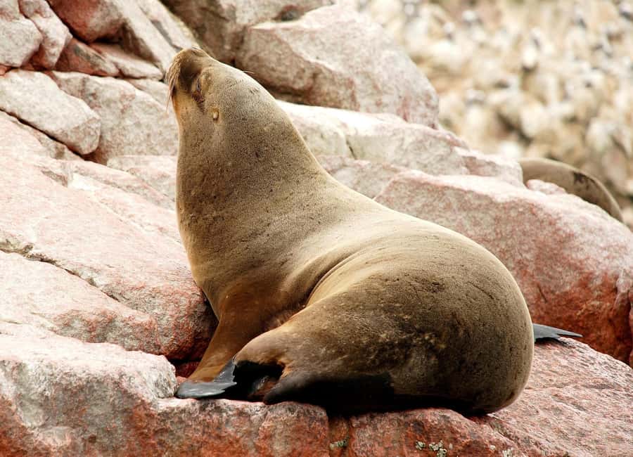 From Lima: Ballestas Islands and Huacachina Sunset Day Trip - The 4 a.m. start from Miraflores