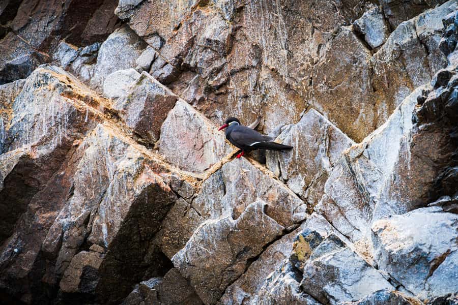 From Lima: Ballestas Islands, Huacachina, and Vineyard Tour - The long road back to Lima